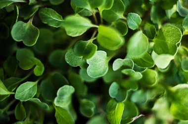 Güneşli bir bahar gününde topraktan küçük yeşil filizler çıktı.