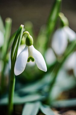 Küçük ilkbahar çiçekleri 8 Mart tatili için baharda açık havada çiçek açar.