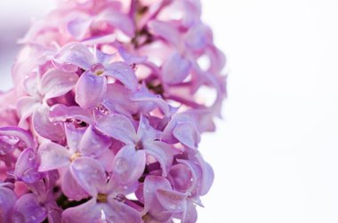 Açık havada açan leylak dalları güzel bir buket çiçek için mayıs ayında açar.