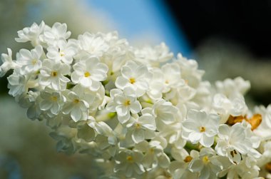 Açık havada açan leylak dalları güzel bir buket çiçek için mayıs ayında açar.
