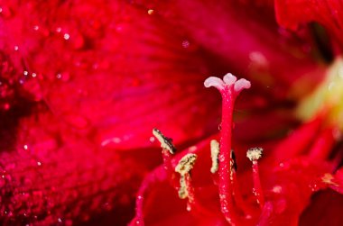 Bir hediye ya da vazoda depolamak için güzel kokulu bir çiçek buketi.