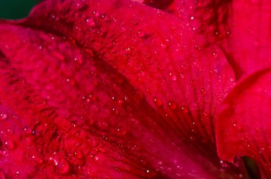 Bir hediye ya da vazoda depolamak için güzel kokulu bir çiçek buketi.