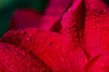 Bir hediye ya da vazoda depolamak için güzel kokulu bir çiçek buketi.