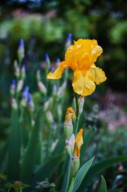 Süsen çiçekleri, çardağın yakınındaki bahçeyi ya da baharda bahçeyi süslemek için harikadır.