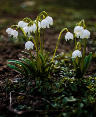 Küçük ilkbahar çiçekleri 8 Mart tatili için baharda açık havada çiçek açar.