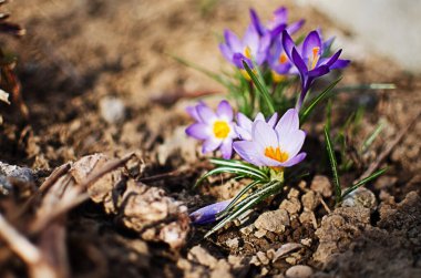 Açık havada küçük ilkbahar çiçekleri, güneşli bir günde timsahlar açar.