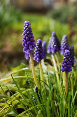 Küçük bahar mavisi Muscari çiçekleri güneşli bir günde açık havada açar.