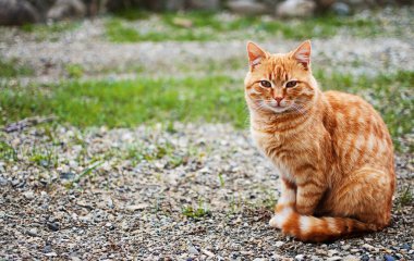 Komik küçük kedi evin yakınlarında yürüyor.