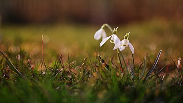 Little First Spring Flowers Snowdrops Bloom Outdoors Spring March Holiday — Stock Photo, Image