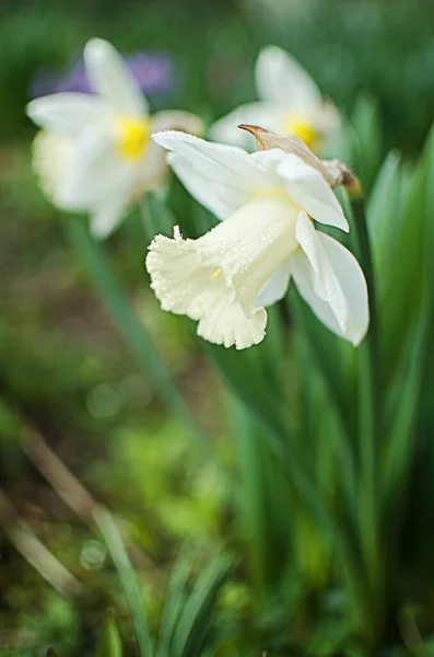 Maravilhosas Flores Narciso Florescer Primavera Livre Para Buquê Fundo — Fotografia de Stock