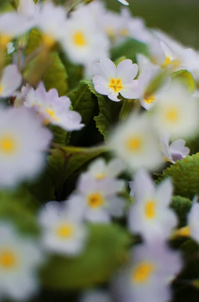 Small Fragile Primrose Flowers Bloom Sunny Spring Day — Stock Photo, Image