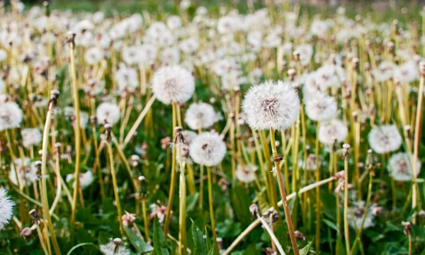 Нежные Легкие Одуванчики Весной Открытом Воздухе — стоковое фото