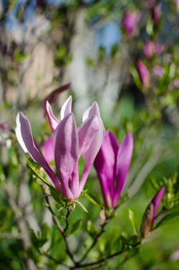 Muhteşem manolya çiçekleri bahar dekorasyonu için açık havada çiçek açar.