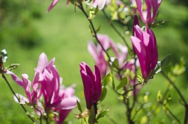 Muhteşem manolya çiçekleri bahar dekorasyonu için açık havada çiçek açar.
