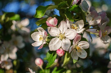 Güzel bir elma hasadı için açık havada bahar dalında açan yumuşak pembe elma çiçeği.
