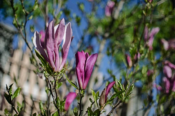 Очаровательные Большие Цветы Магнолии Цветут Открытом Воздухе Весеннего Украшения — стоковое фото