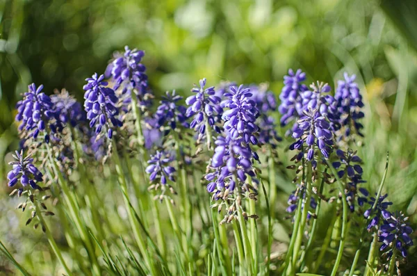 Pequeñas Flores Muscari Azul Primavera Florecen Aire Libre Día Soleado — Foto de Stock