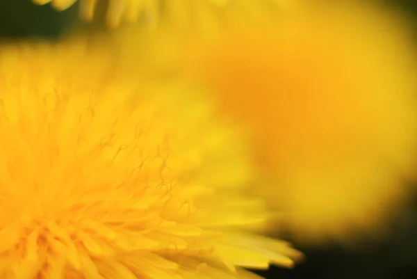 Delicado Ligero Diente León Flores Aire Libre Primavera — Foto de Stock