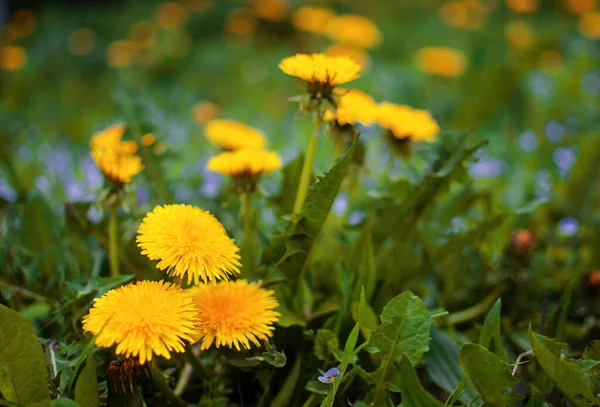 Zarte Und Helle Löwenzahnblüten Frühling Freien — Stockfoto