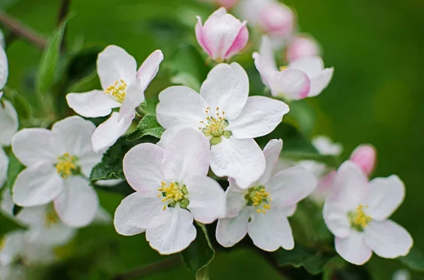 Gentle Pink Apple Blossom Spring Branch Outdoors Good Apple Harvest — Stock Photo, Image