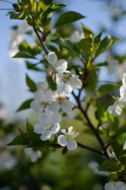 Arka plan ve güzel aşılama için ılık bahar havasında güzel narin kiraz çiçekleri.