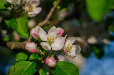 Güzel bir elma hasadı için açık havada bahar dalında açan yumuşak pembe elma çiçeği.