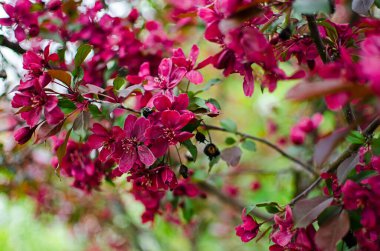 Güzel bir elma hasadı için açık havada bahar dalında açan yumuşak pembe elma çiçeği.