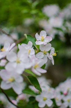 Güzel bir elma hasadı için açık havada bahar dalında açan yumuşak pembe elma çiçeği.