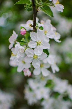 Güzel bir elma hasadı için açık havada bahar dalında açan yumuşak pembe elma çiçeği.