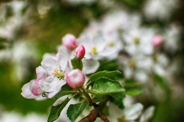 Güzel bir elma hasadı için açık havada bahar dalında açan yumuşak pembe elma çiçeği.