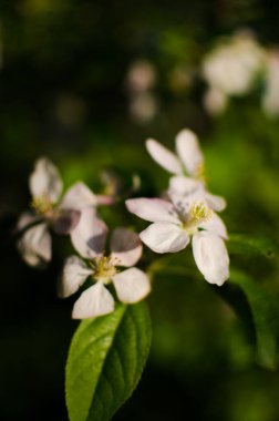Güzel bir elma hasadı için açık havada bahar dalında açan yumuşak pembe elma çiçeği.