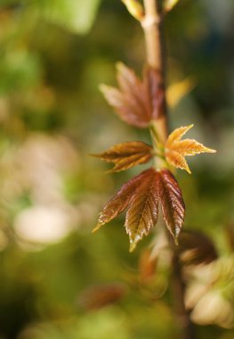 Açık bir arka bahçede yeşil yapraklar büyüten soyutlama