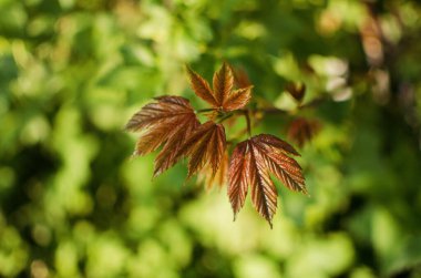 Açık bir arka bahçede yeşil yapraklar büyüten soyutlama