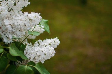 Açık havada açan leylak dalları güzel bir buket çiçek için mayıs ayında açar.