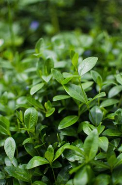 Arka plan ya da bahar çiçeği için küçük narin menekşe çiçekleri