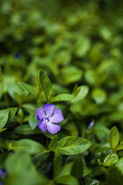Arka plan ya da bahar çiçeği için küçük narin menekşe çiçekleri