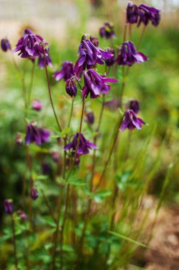 Baharda, çiçek desenleri ve çiçek desenleri için açık havada güzel su çiçekleri açar.