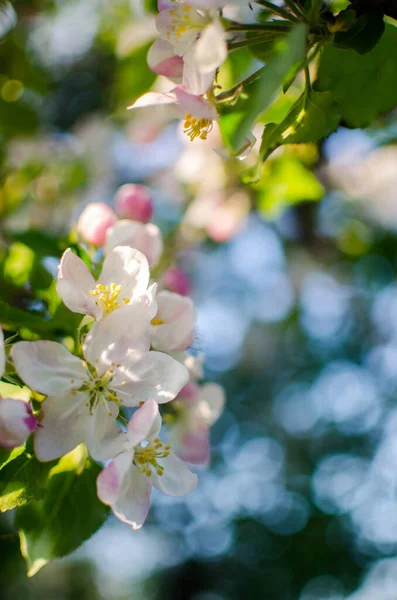 在室外的春枝上开满柔和的粉红色苹果花 以换取苹果的丰收 — 图库照片