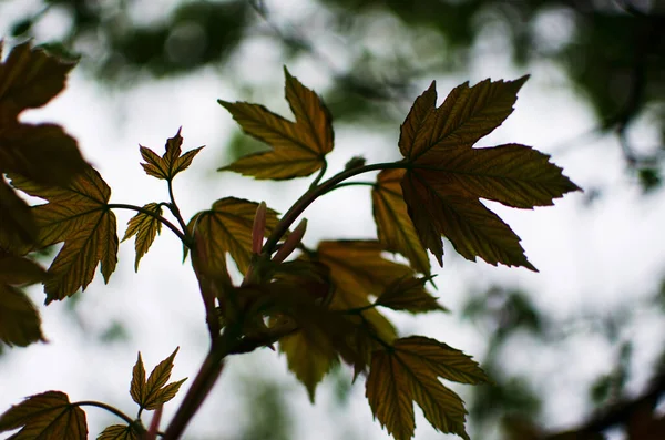 Abstraction Growing Green Leaves Light Backgrod — Stock Photo, Image