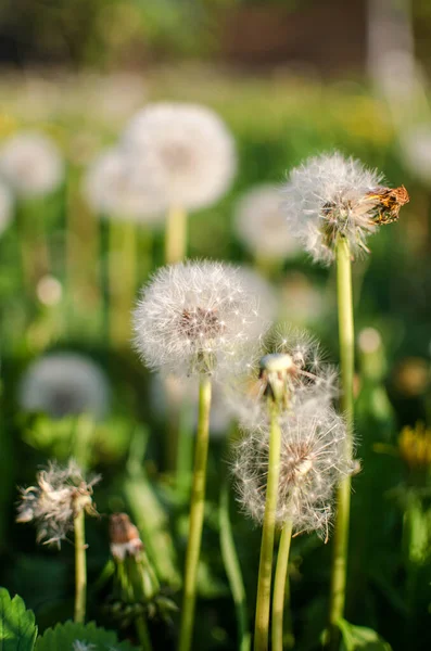 Baharda Açık Havada Narin Hafif Karahindiba Çiçekleri — Stok fotoğraf