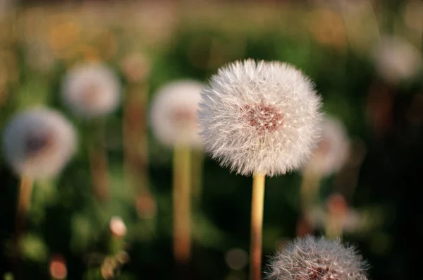 Delikat Och Ljus Maskros Blommor Utomhus Våren — Stockfoto