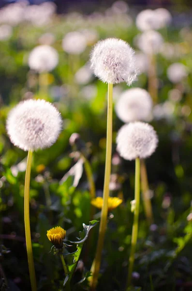 Delikat Och Ljus Maskros Blommor Utomhus Våren — Stockfoto