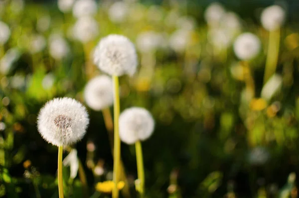 Delikat Och Ljus Maskros Blommor Utomhus Våren — Stockfoto