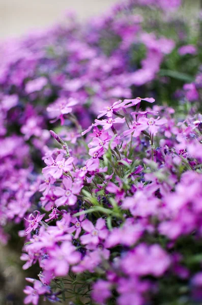 Kleine Phloxblüten Als Frühlingsgartendekoration Einem Sonnigen Tag — Stockfoto