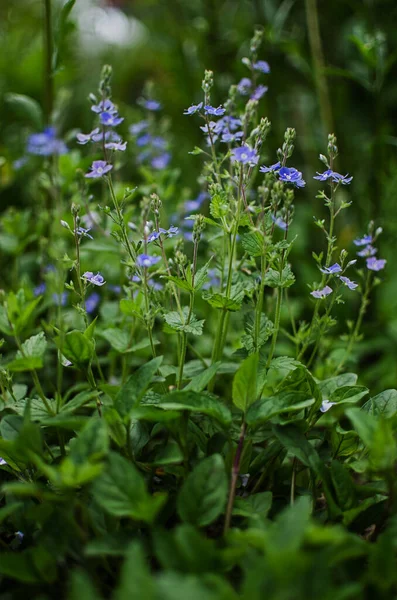 Malá Jarní Modrá Veronica Květiny Kvést Venku Trávníku — Stock fotografie