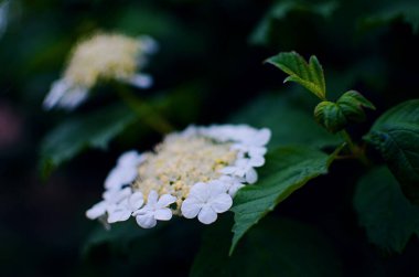 Viburnum çiçeği beyaz çiçekler ve çalılıklardaki kırmızı böğürtlenler tıbbi çay için.