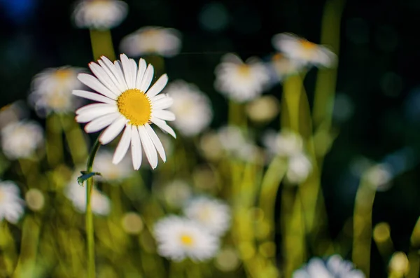 夏日的晴天 美丽的新鲜雏菊在田野里绽放 — 图库照片