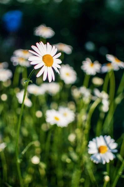 夏日的晴天 美丽的新鲜雏菊在田野里绽放 — 图库照片