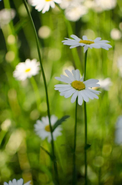Beautiful Fresh Daisies Bloom Outdoors Field Summer Sunny Day — Stock Photo, Image