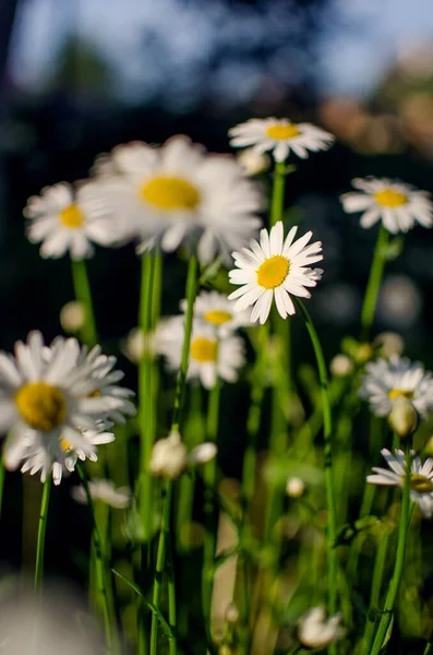 Beautiful Fresh Daisies Bloom Outdoors Field Summer Sunny Day — Stock Photo, Image